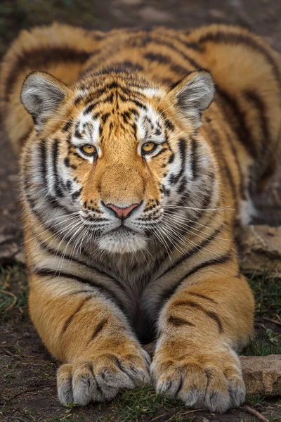 Sibirisk Tiger Zoo — Stockfoto