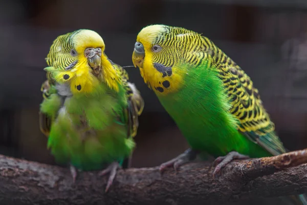 Budgerigar on branch in zoo