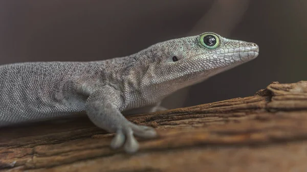 Gecko Dia Zoológico — Fotografia de Stock