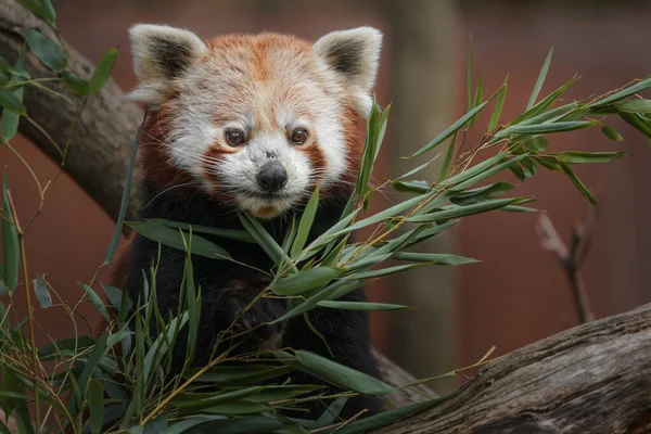 Panda Rojo Zoológico — Foto de Stock