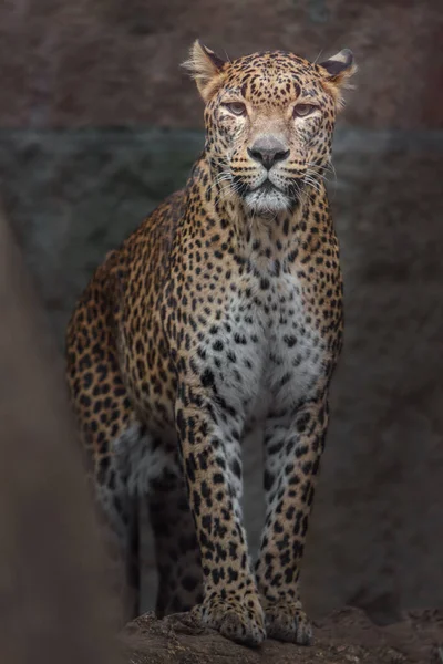 Srí Lanka Leopárd Állatkertben — Stock Fotó