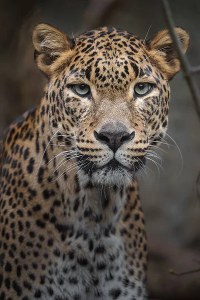 动物园里的斯里兰卡豹子 — 图库照片