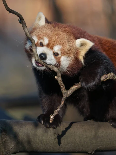 Panda Rojo Rama — Foto de Stock