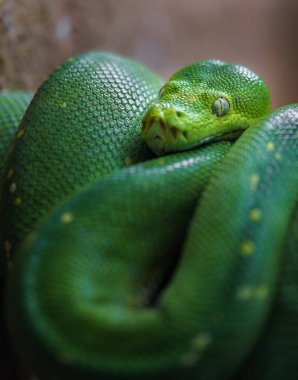 Photo of a Green tree python