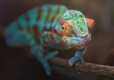 Photo of a Panther chameleon