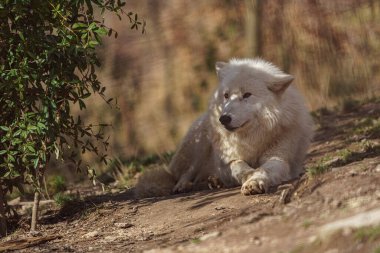 Photo of a Arctic wolf
