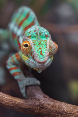 Photo of a Panther chameleon