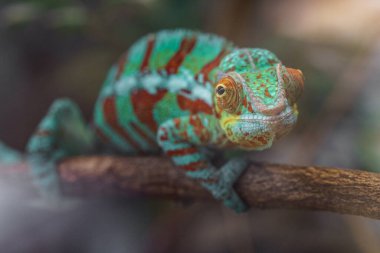 Photo of a Panther chameleon