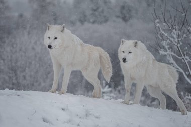 Photo of a Arctic wolf