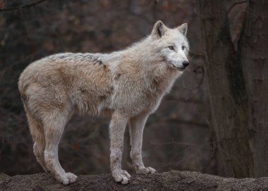 Photo of a Arctic wolf