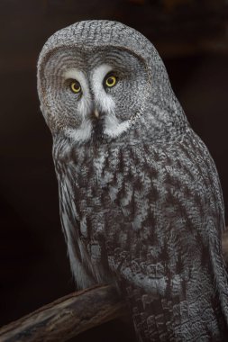 Photo of a Great grey owl