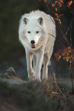 Photo of a Arctic wolf
