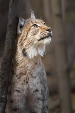 Eurasian lynx in zoo