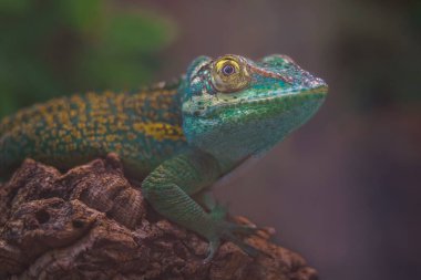 Baracoa giant anole in terrarium