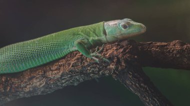 Green keel bellied lizard
