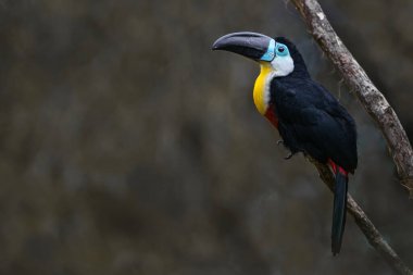 Portrait of Channel-billed toucan