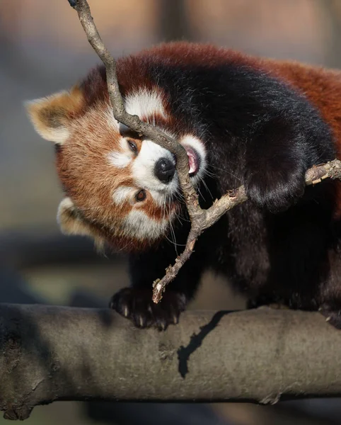 Photo Red Panda — Foto de Stock