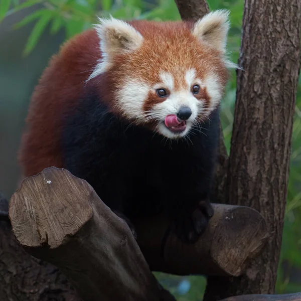 Photo Red Panda — Foto de Stock