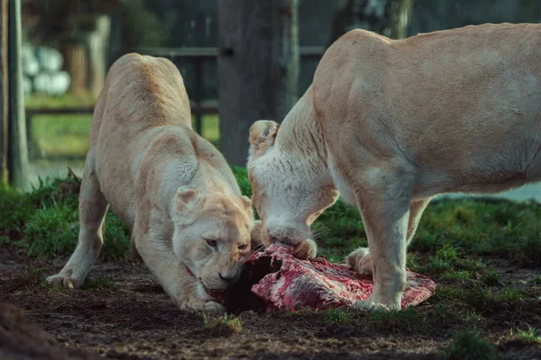 stock image Portrait of Cape lion