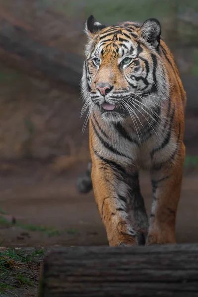 Foto Tigre Sumatra —  Fotos de Stock