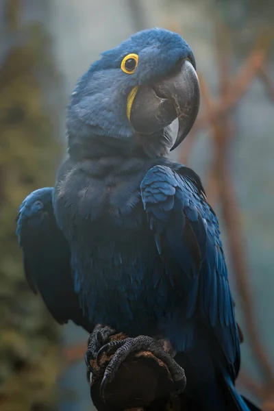 Hyacinth macaw in zoo