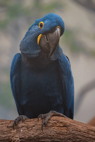Hyacinth macaw in zoo