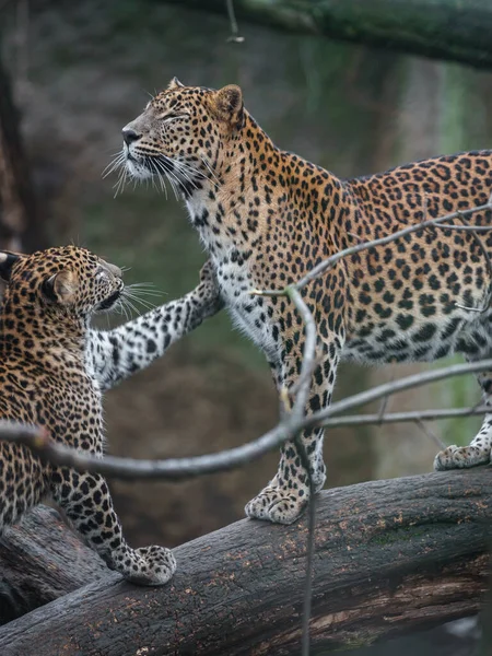 Sri Lankan Leopard Zoo — Stok fotoğraf