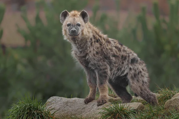 Spotted Hyena Zoo — Stock Photo, Image