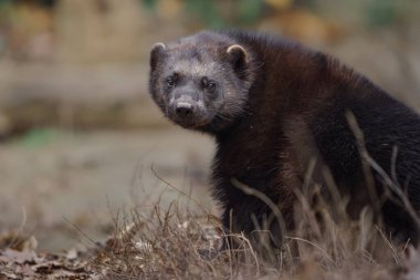 Portrait of Wolverine in zoo