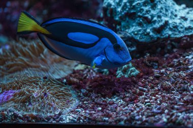 Paracanthurus hepatus in aquarium