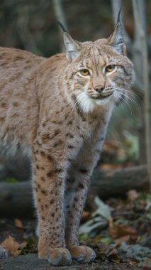 Portrait of Eurasian lynx clipart