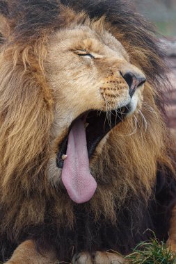 Portrait of Lion in zoo