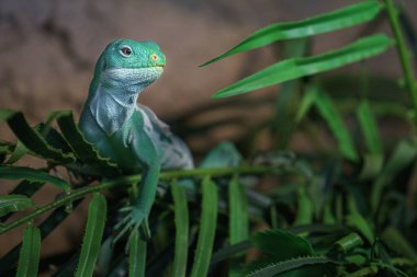 Portrait of Fiji banded iguana