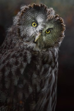 Great grey owl in zoo