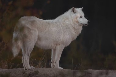 Hayvanat Bahçesi kutup kurdu