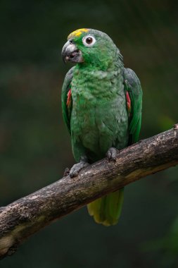 Southern mealy amazon in zoo
