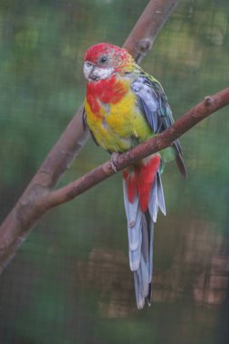 Eastern rosella in zoo