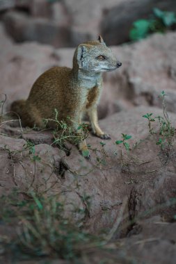 Yellow mongoose in zoo