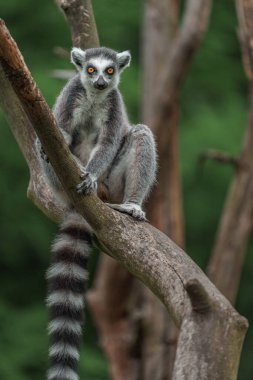 Hayvanat Bahçesi Ring-Tailed Maki