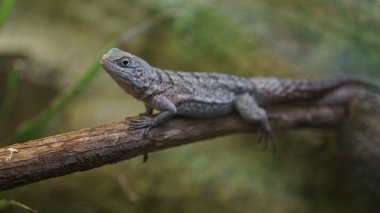 Madagascar swift in zoo
