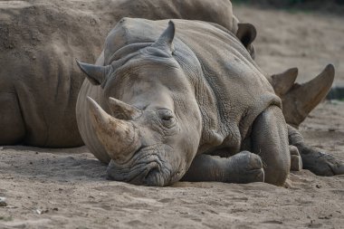 White rhinoceros in zoo