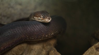 Photo of a Macklot's python