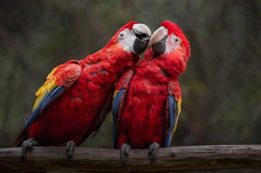 Photo of a Scarlet macaw
