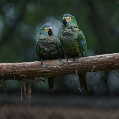 Portrait of Red-bellied macaw