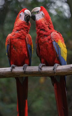 scarlet Amerika papağanı portresi