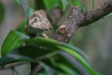 Portrait of Anolis barbatus