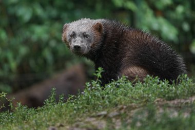 Portrait of Wolverine in zoo