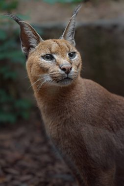 Portrait of Caracal in zoo