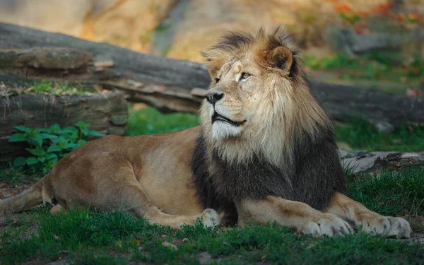 Portrait North African Lion —  Fotos de Stock