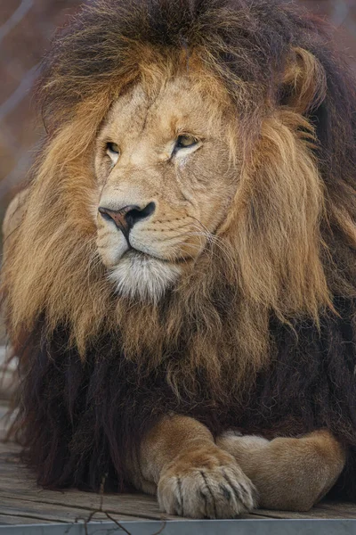 Retrato León Zoológico —  Fotos de Stock